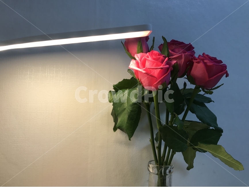 장미,고요,잠들기전,조명,꽃꽂이,꽃,flower,실내용화초,화분,화초,house plant