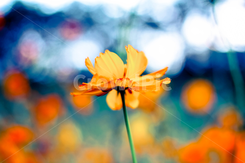 가을꽃,식물,황금빛,코스모스,아름다운,자연,flowers,주황색,꽃한송이,아웃포커싱,보케,가을,계절,fall,autumn,season,식물,자연,plants,nature,꽃,flower,plant,daisies,데이지,blossom,daisy,petal,꽃잎