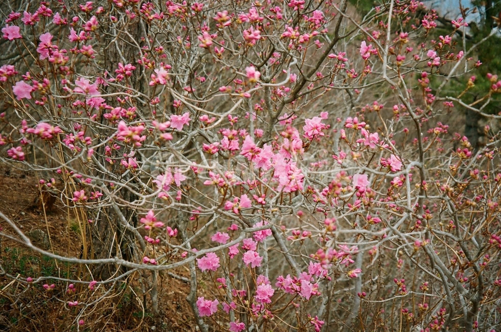 plant,꽃,식물,flower,blossom,필름사진,봄,통영,감성,배경,풍경