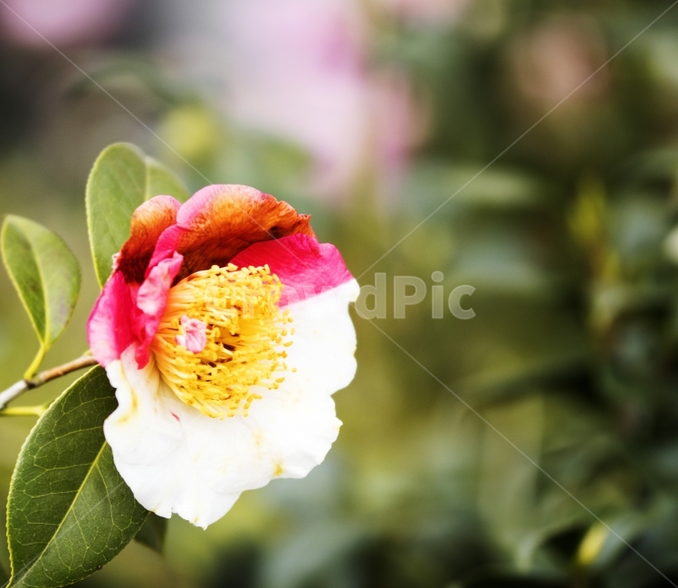 매화,매화꽃,홍매화,제주도매화,겨울매화,식물,자연,plants,nature,꽃,flower