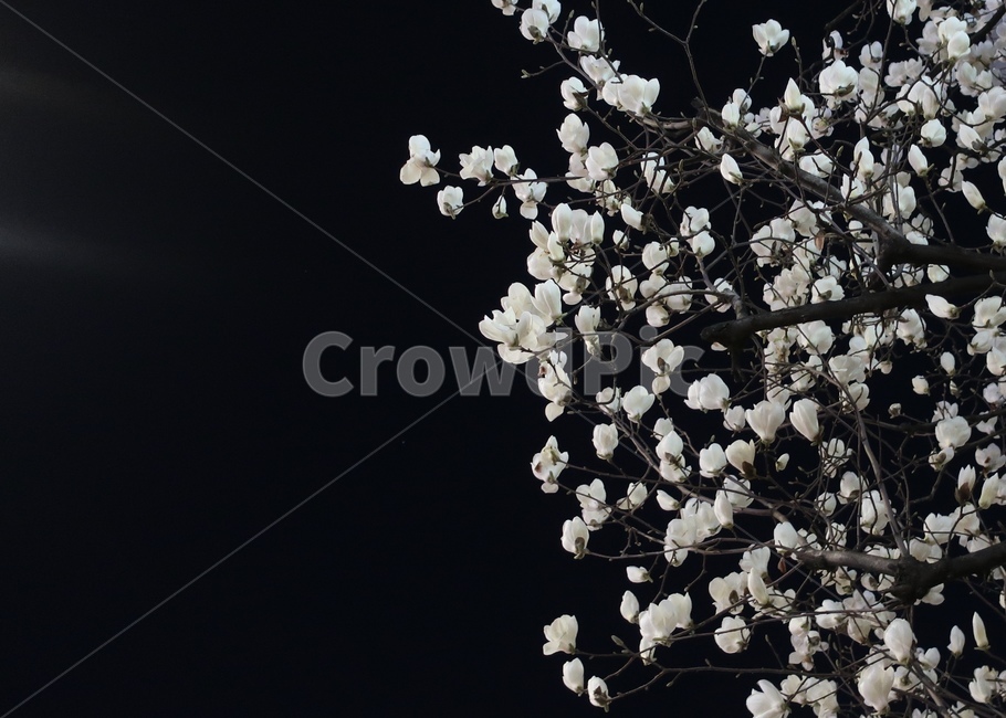 목련,하얀꽃,꽃,목련나무,나무,봄,계절,spring,season,야경,밤,풍경,nightscape,night,landscape,식물,자연,plants,nature,꽃,flower,plant,cherry blossom,벚꽃,blossom