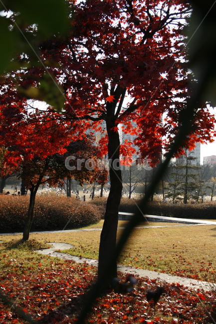 가을,단풍,풍경,나무,잎,가을,계절,fall,autumn,season,tree,plant,식물,leaf,tree trunk,나무 줄기