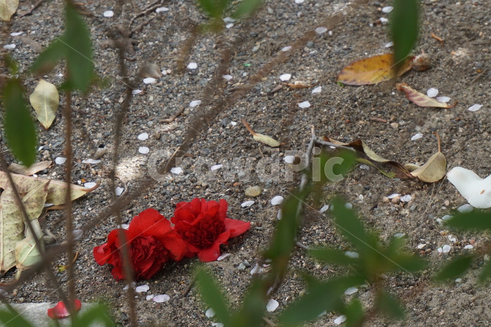꽃,동백,낙화,봄,처연함,꽃잎,봄,계절,spring,season,식물,자연,plants,nature,꽃,flower,ground,바닥,animal,동물,lizard,도마뱀,plant