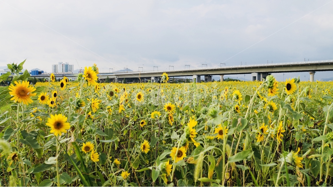 해바라기,꽃,식물,플라워,늦여름,sunflower,flower,자연,풍경,nature,landscape,식물,plants,꽃,flower