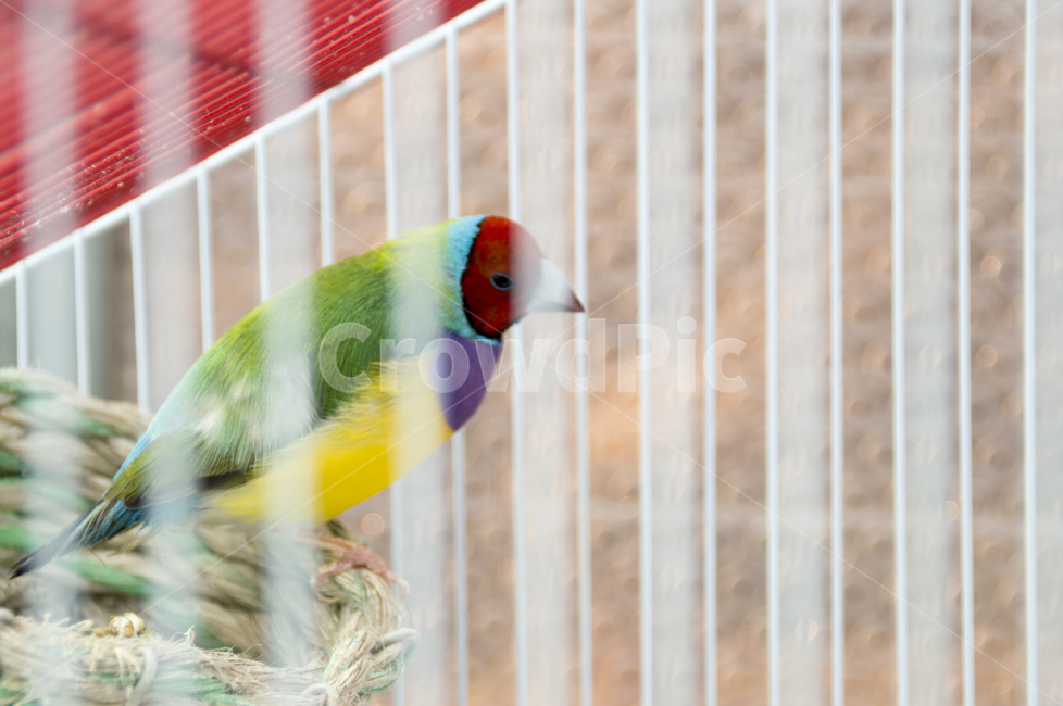 animal,bird,새,앵무,새장,동물,animal,조류,새,birds