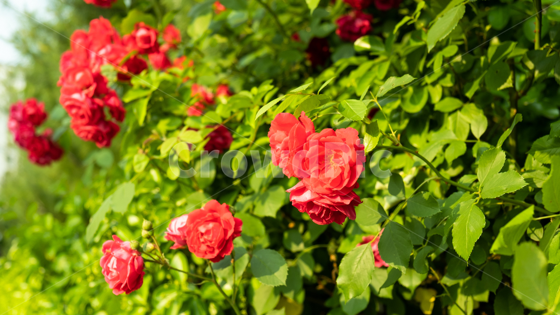 장미,장미꽃,rose,꽃,flower