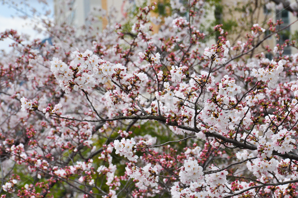 벗꽃,꽃,식물,flower,blossom,plant,봄,spring,핑크,나무,벗꽃나무,벗꽃가지,자연,nature,배경화면