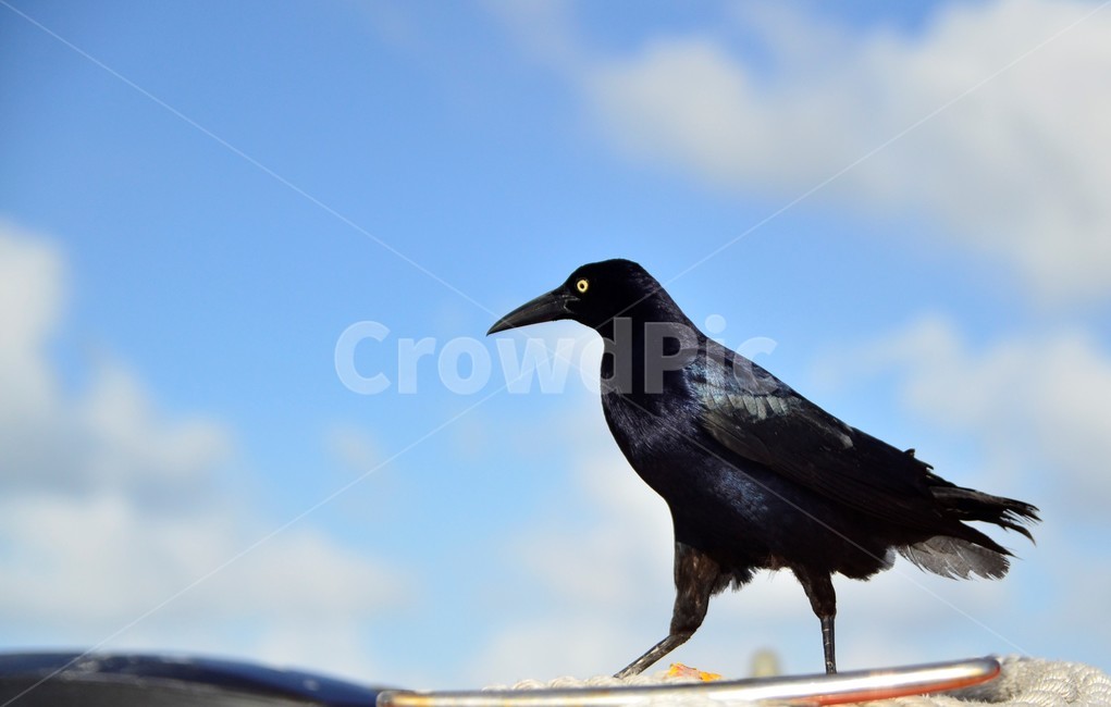 animal,동물,새,까마귀,검은새,동물,animal,조류,새,birds