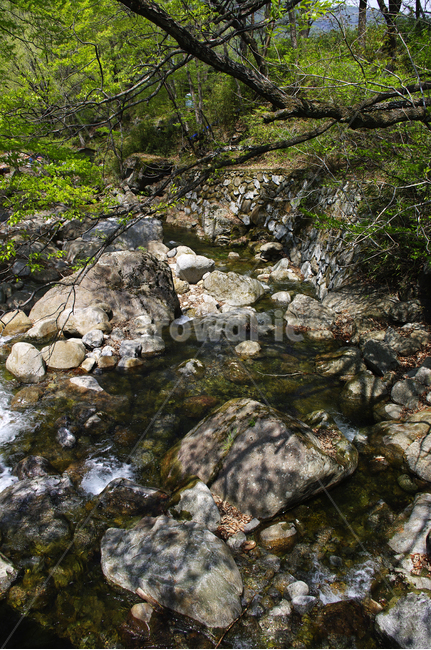 계곡,나무,식물,plant,봄,spring,초록,자연,풍경,nature,landscape,water,물,outdoors,옥외,stream,흐름,creek,작은 만