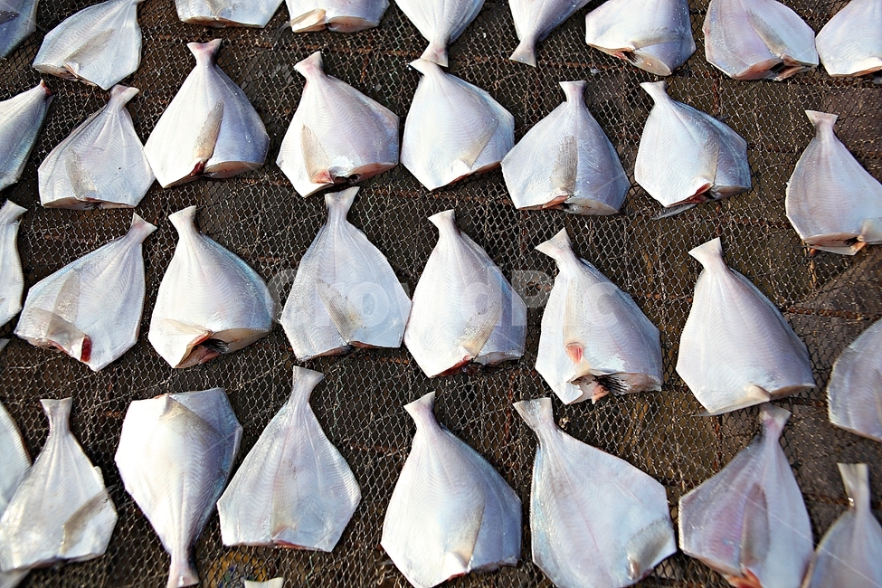 생선,병어,반건조생선,건조기,수산물,자연,풍경,수산물,해산물,fishery products,seafood,어업,fishery,fishing industry