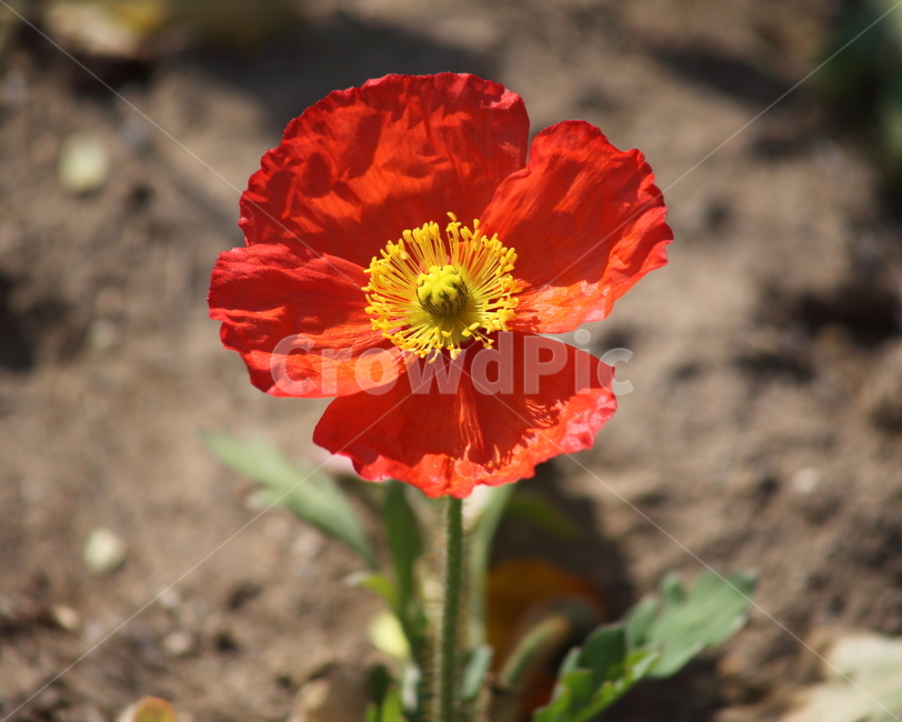 양귀비,꽃양귀비,봄,꽃,poppy,식물,자연,plants,nature,꽃,flower