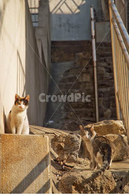 고양이,겨울,길냥이,길고양이,저녁,cat,street,골목,골목길,동물,animal,포유류,mammal,고양이,cat,kitten,kitty