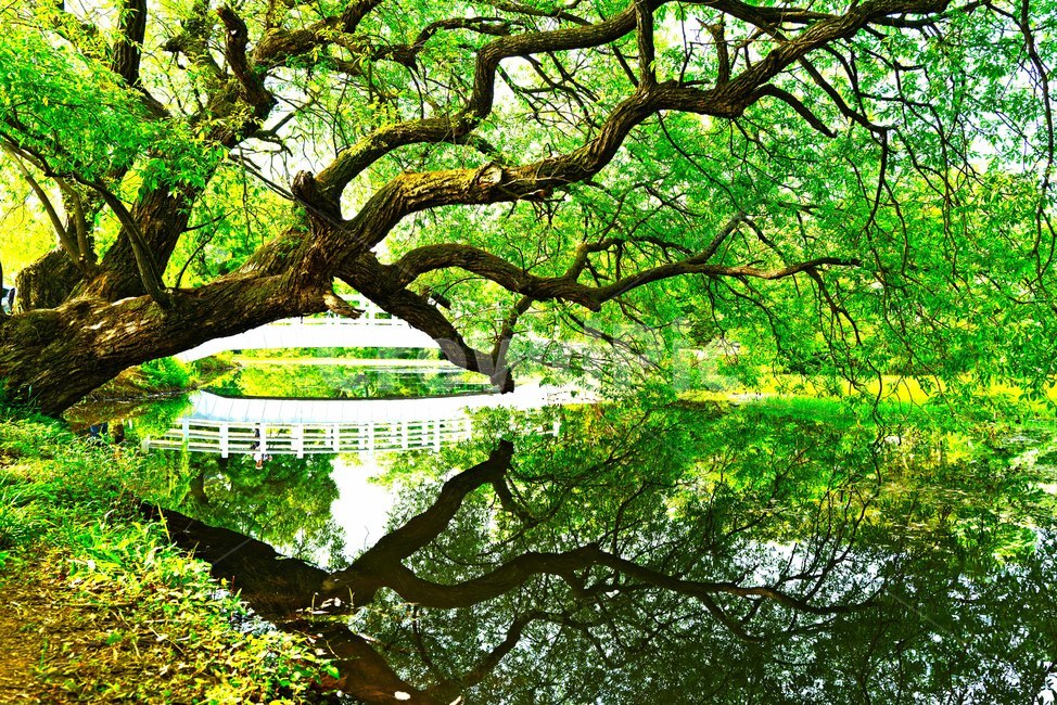 나무,반영,자연,풍경,위양지,5월,자연,풍경,nature,landscape,tree,plant,식물,tree trunk,나무 줄기