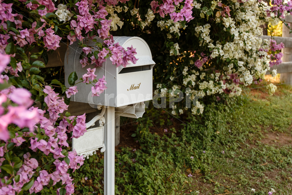 편지함,꽃,정원,꽃밭,우편함,편지,mail,mailbox,flower,garden,letter