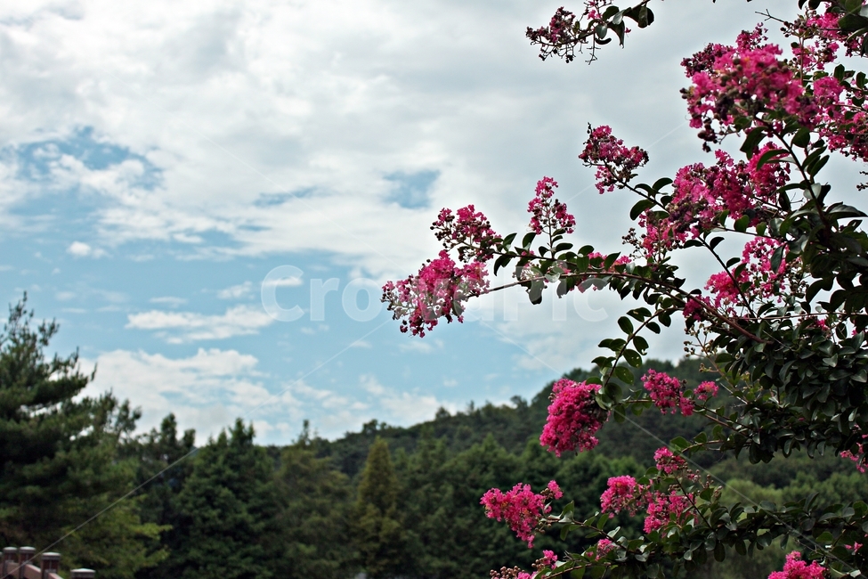 꽃,flower,구름,분홍,하늘,산,꽃나무,blossom,분홍꽃,크레이프머틀,숲,녹색,풍경,풍경사진,여름,계절,자연광,야외,휴식,힐링,여행,나들이,한국풍경,수목,꽃구경,아름다움,야생화,자연풍경,청량감,잔잔함,맑은하늘,피크닉,촬영지,생기,초록빛,화사함,자연테라피,로맨틱,화창한날,잔잔한느낌