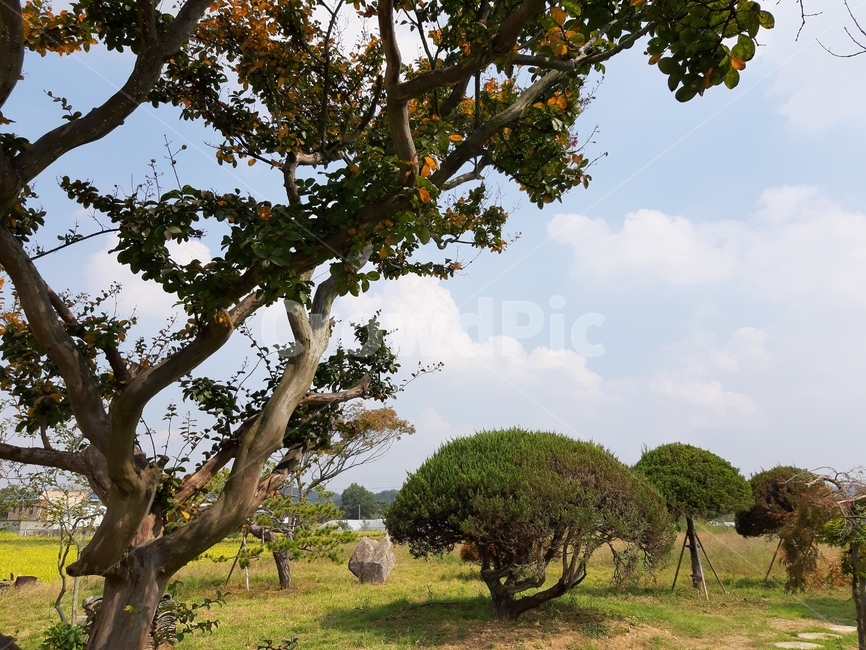 tree,나무,plant,식물,nature,자연,자연,풍경,nature,landscape,tree trunk,나무 줄기,field,들,outdoors,옥외,savanna,대초원,grassland,목초지