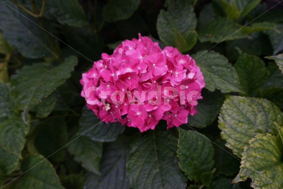 blossom,꽃,식물,plant,flower