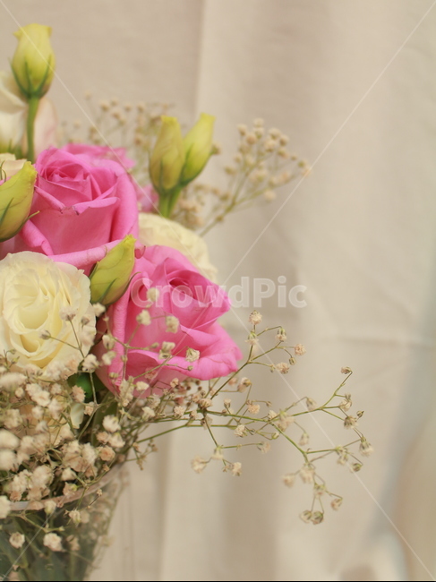 꽃,장미,꽃봉우리,스튜디오,정물,사물,오브젝트,안개꽃,꽃,flower