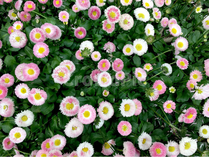 봄,봄꽃,꽃밭,자연,식물,식물,자연,plants,nature,꽃,flower