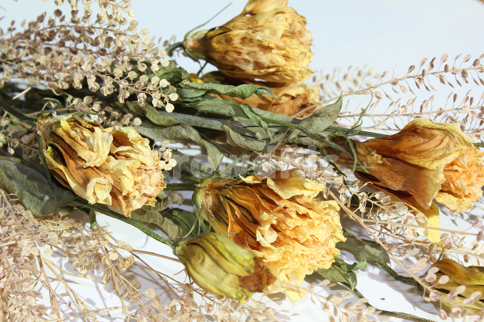 brown,closeup,bunch,dead,death,decoration,dry,flora,floral,flower,green,leaf,natural,nature,plant,white,yellow,갈색,브라운,노란,그린,노란색,녹색,말린꽃,꽃,꽃다발,말린,드라이,드라이플라워,잎,나뭇잎,잎사귀,식물,자연,꽃,flower,연출,컨셉,콘셉,direction,concept