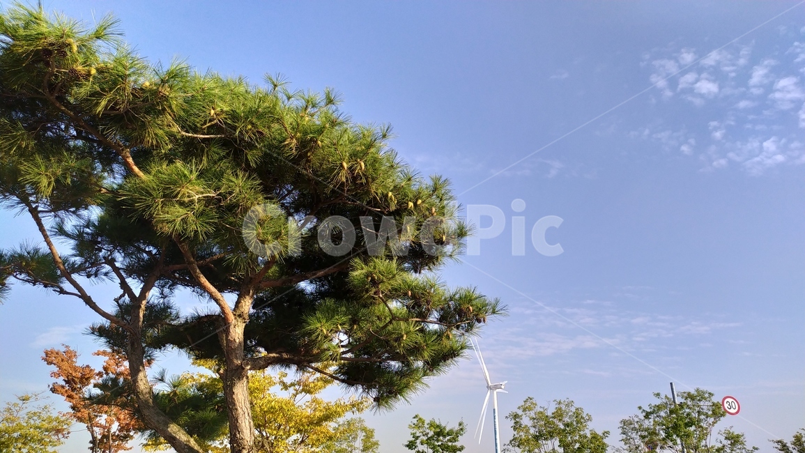 tree,나무,plant,식물,하늘,식물,자연,plants,nature,나무,trees,wood