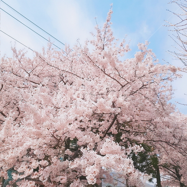벚꽃,꽃,벚꽃놀이,하늘,봄