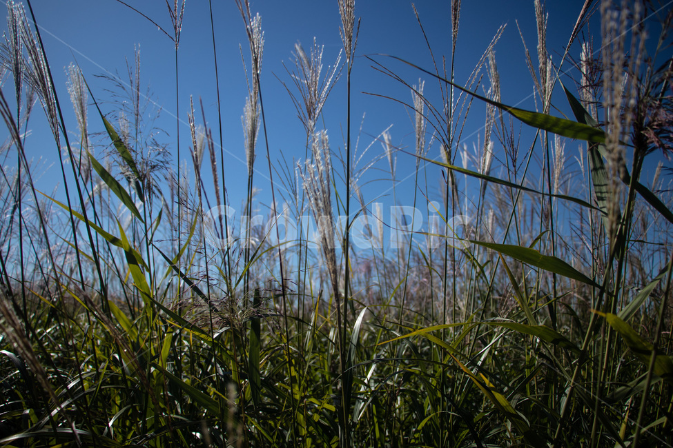 하늘공원억새,억새풀,억새,억새밭,억새풀밭,하늘공원억새풀,식물,자연,plants,nature
