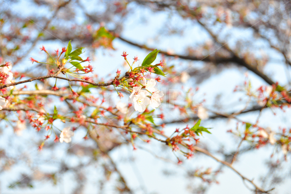 plant,식물,blossom,flower,꽃,자연,nature,나무가지,새싹,배경화면