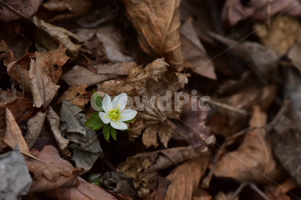 모데미풀,야생화,봄,꽃,풀꽃,자연,식물,식생,plants,nature,spring,season,flower