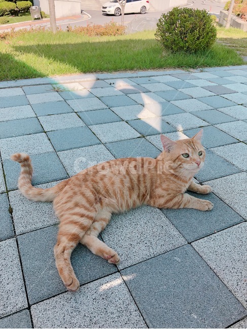 고양이,냥이,범고양이,나른함,야외,동물,animal,포유류,mammal,고양이,cat,kitten,kitty