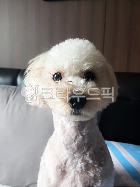 poodle,miniature poodle,inside,look,comfort,Pets,mammal,peace,cuteness,animal,Emotion,dog,mammalia,pet