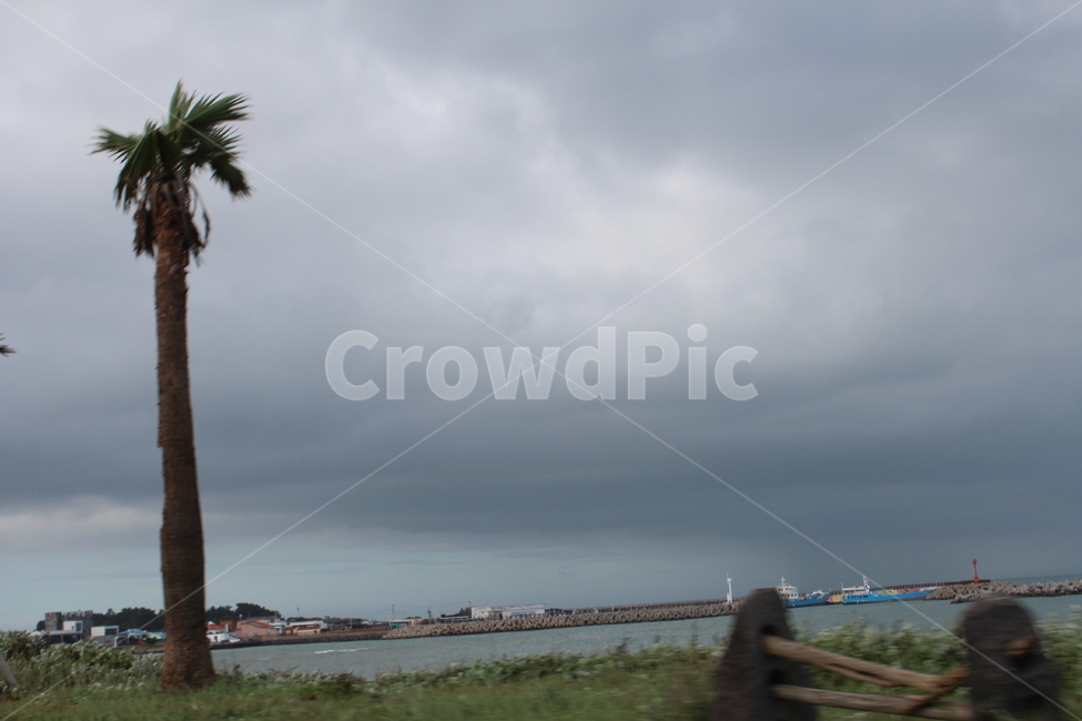 nature,자연,outdoors,옥외,바다,sea,ocean,해양,물,water,하늘,sky,구름,풀,grass,제주,제주도,야자수,나무,tree,자연,풍경,nature,landscape,plant,식물,palm tree