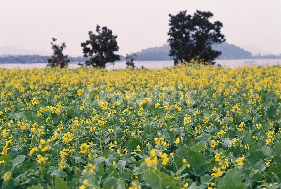 유채꽃,유채꽃밭,필름사진,겨울,바다,제주,감성,봄,계절,spring,season,식물,자연,plants,nature,꽃,flower,감성,sensible,feeling,field,들,grassland,목초지,outdoors,옥외,rural,농촌,farm,농장,meadow