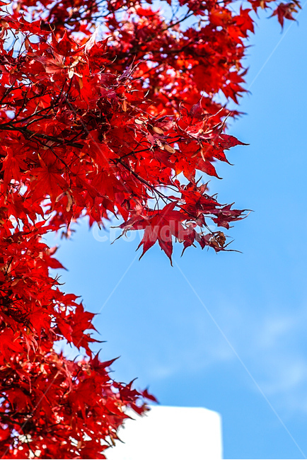 나무,단풍나무,단풍,잎,maple,가을,계절,fall,autumn,season,식물,자연,plants,nature