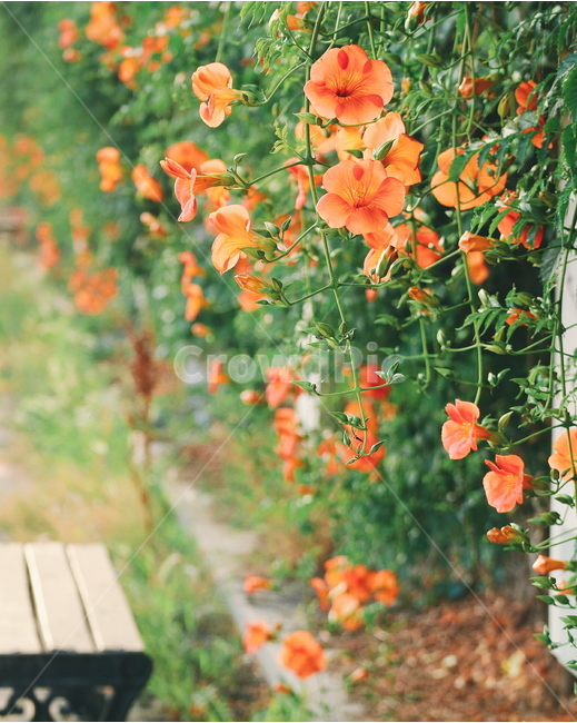 능소화,꽃,자연,식물,여름꽃,여름,감성,플라워,flowers,nature,plants,feeling,식물,자연,plants,nature,꽃,flower