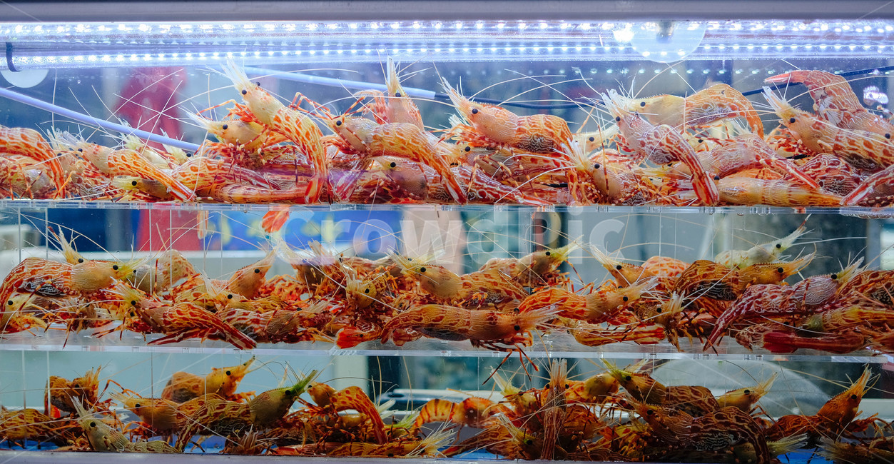 수족관,새우,꽃새우,닭새우,독도새우,횟집,어항