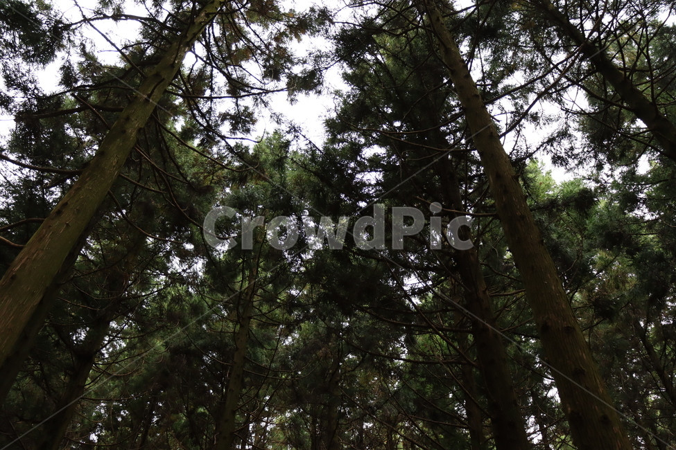 숲,숲길,삼나무,삼나무숲,forest,식물,plant,자연,풍경,nature,landscape