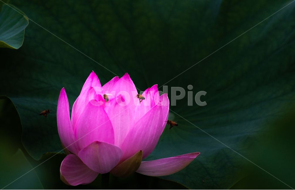 연,연꽃,연잎,수생식물,불가화,식물,자연,plants,nature,꽃,flower