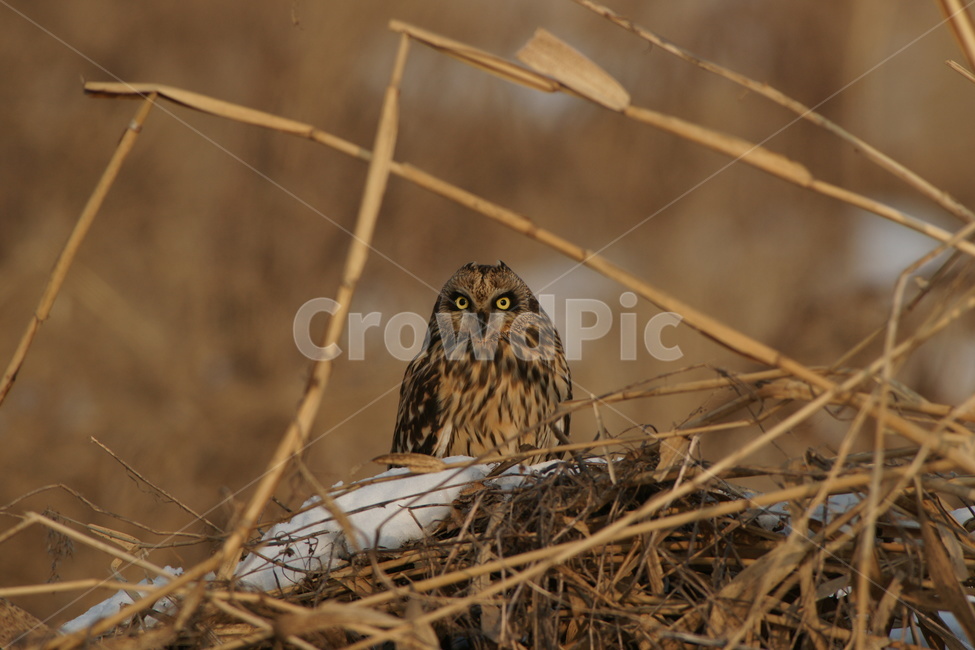 쇠부엉이,맹금류,조류,철새,새,동물,animal,조류,새,birds