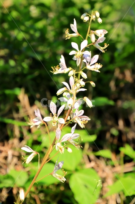 식물,약초,백선,봉황삼,야생화,식물,자연,plants,nature,꽃,flower