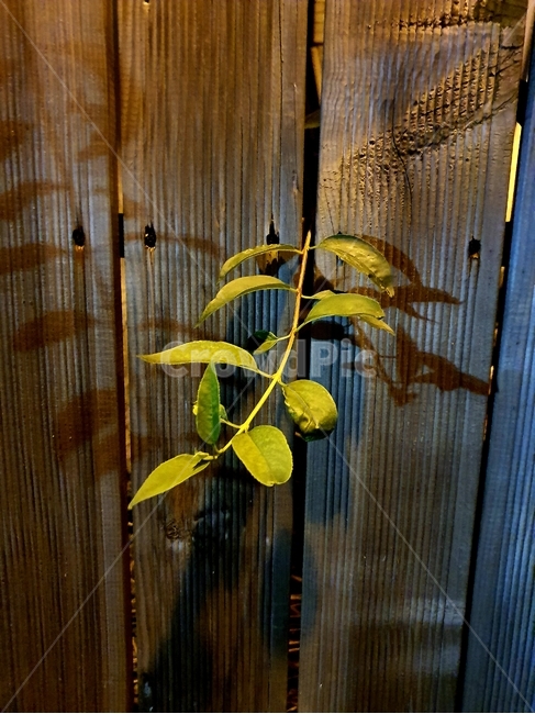 leaf,잎,plant,식물,wood,나무,식물,자연,plants,nature