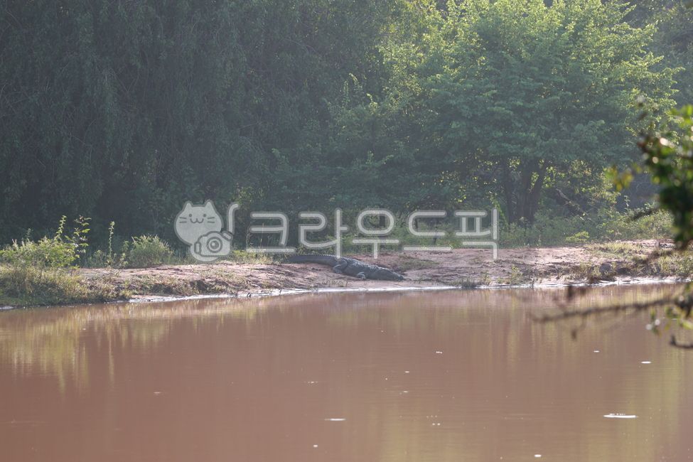 악어,늪,늪지대,nature,water,물,자연,outdoors,tree,나무,pond,연못,vegetation,초목,국립공원,zoo
