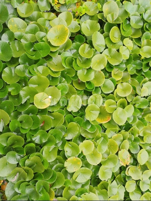 자연,풀,나무,초록,도시자연,생명,봄,밝음,nature,grass,tree,green,citynature,life,spiring,bright