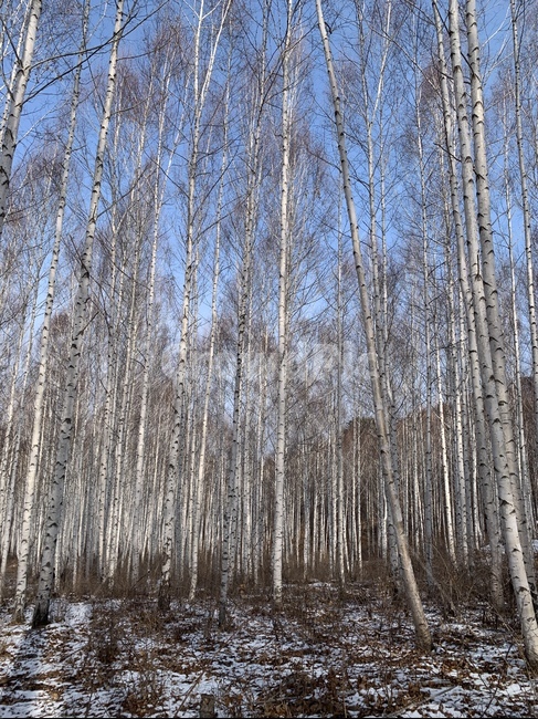 plant,식물,tree,나무,자작나무,식물,자연,plants,nature,나무,trees,wood