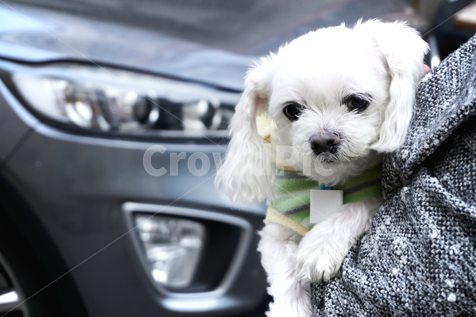 강아지,반려견,애완견,animal,pet,개,반려동물,애완동물,dog,말티즈,마르티즈,말티스,마르티스,자연,nature,감성,동물보호,greenpeace,그린피스