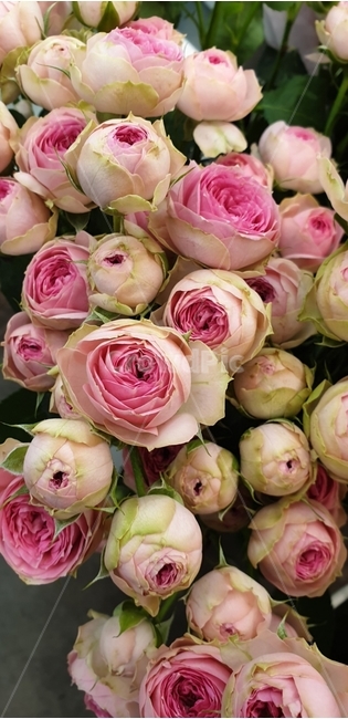 꽃집꽃,꽃부케,식물,꽃꽂이,꽃,flower,flowerbouquet,꽃송이,사랑,마음,꽃,flower