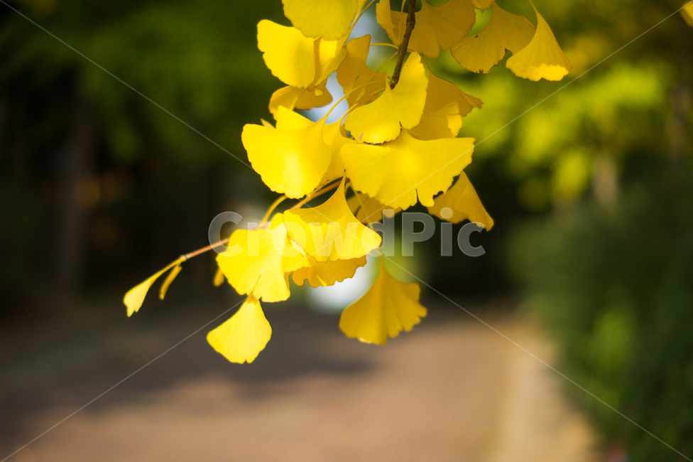 은행나무,은행,단풍,나무,식물,가을,계절,노랑,은행잎,tree,plant,ginkgonut,landscape,fall,leaf,season,autumn,공원,가을,계절,fall,autumn,season,식물,자연,plants,nature,잎