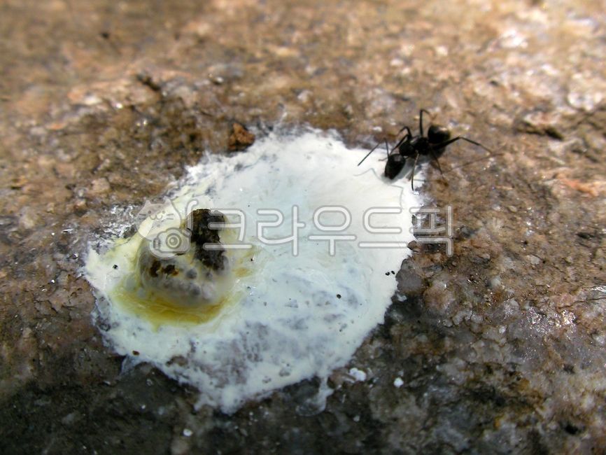 animal,동물,곤충,insect,새똥,개미,invertebrate,무척추동물,새분비물