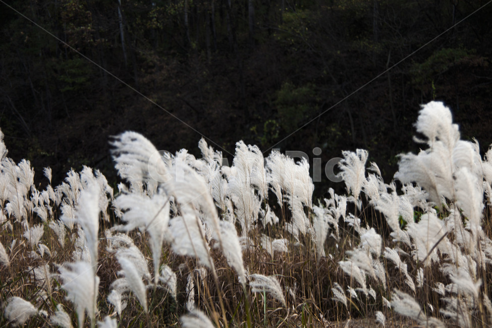 갈대,갈대숲,감성,가을,추억,여행,가을,계절,fall,autumn,season,자연,풍경,nature,landscape,식물,plants,grass,잔디,plant,lawn,mammal,포유류,sheep,양,animal,동물,reed