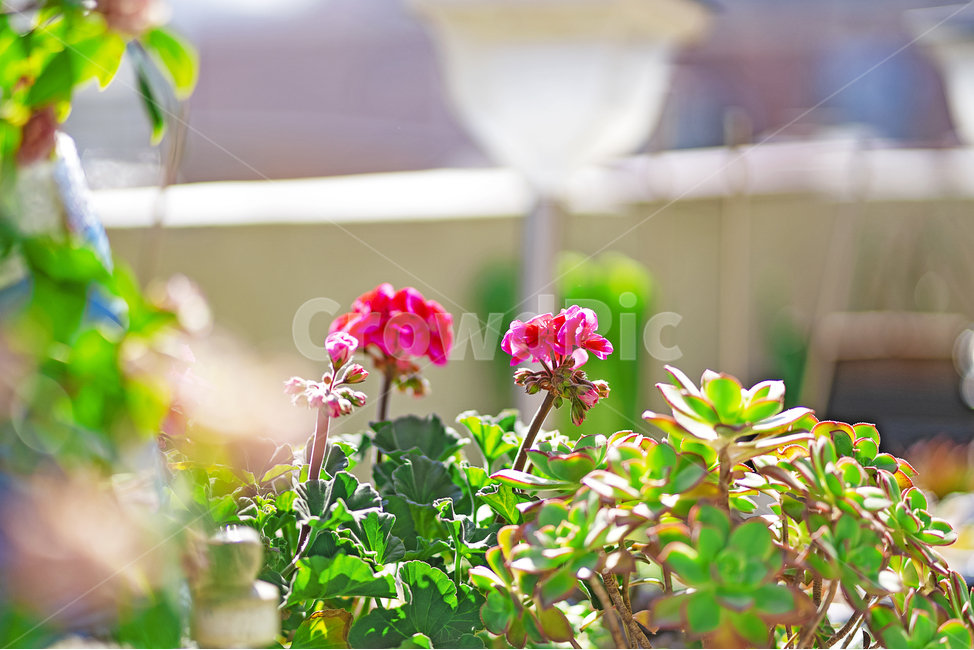 꽃,flower,plant,식물,blossom